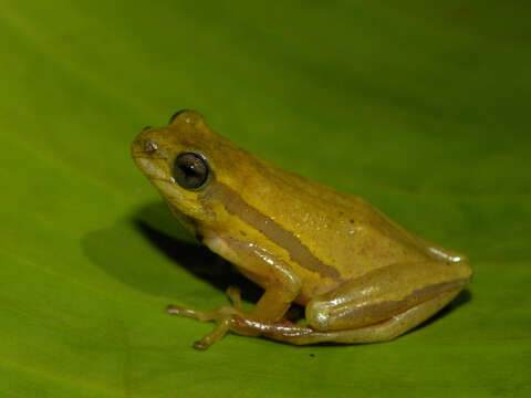 Image of Balfour's Reed Frog