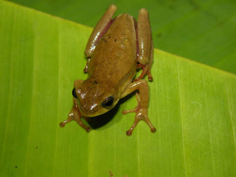 Image of Balfour's Reed Frog