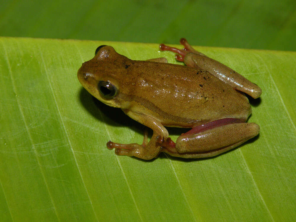 Image of Balfour's Reed Frog