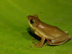 Image of Balfour's Reed Frog