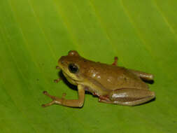 Image of Balfour's Reed Frog