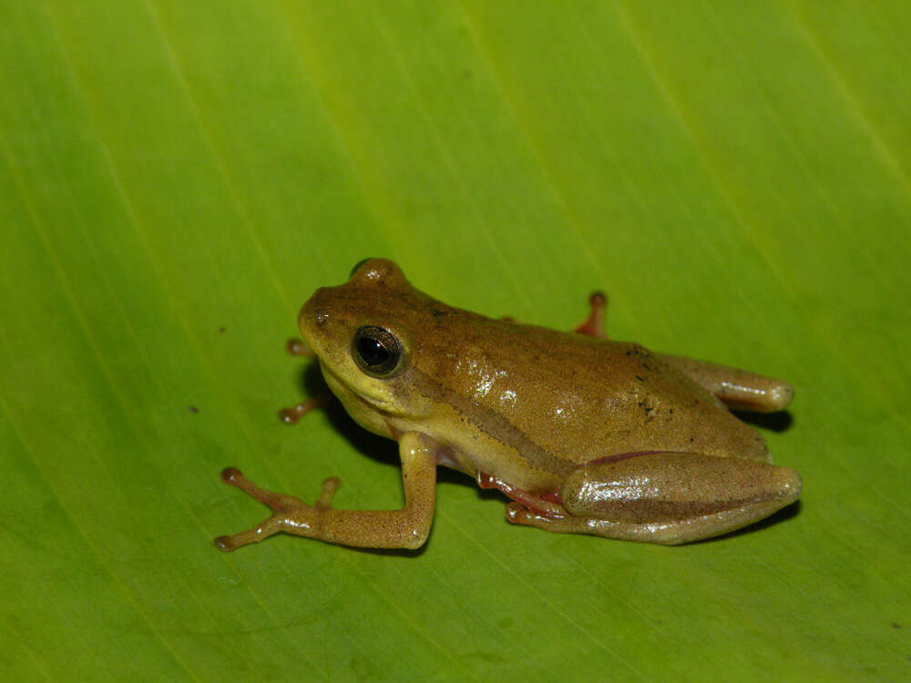 Image of Balfour's Reed Frog