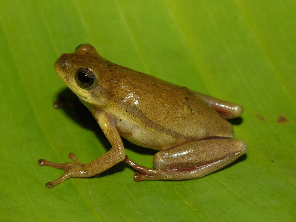 Image of Balfour's Reed Frog