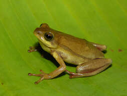 Image of Balfour's Reed Frog