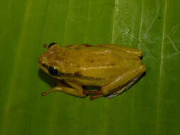 Image of Balfour's Reed Frog