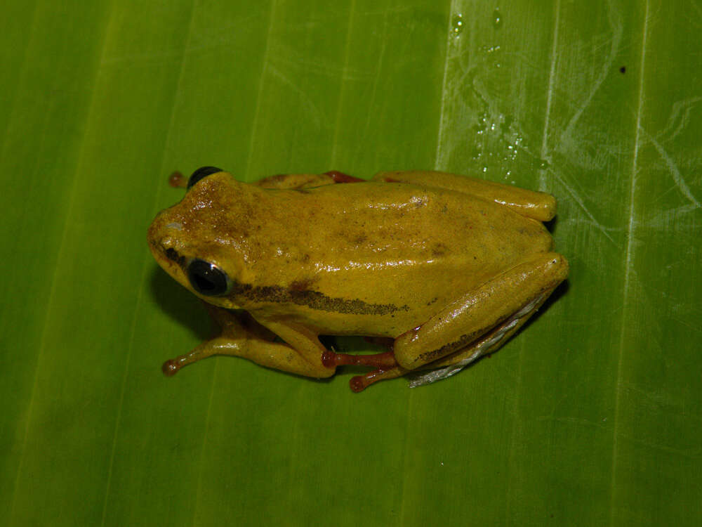 Image of Balfour's Reed Frog