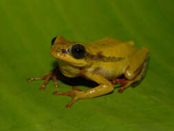 Image of Balfour's Reed Frog