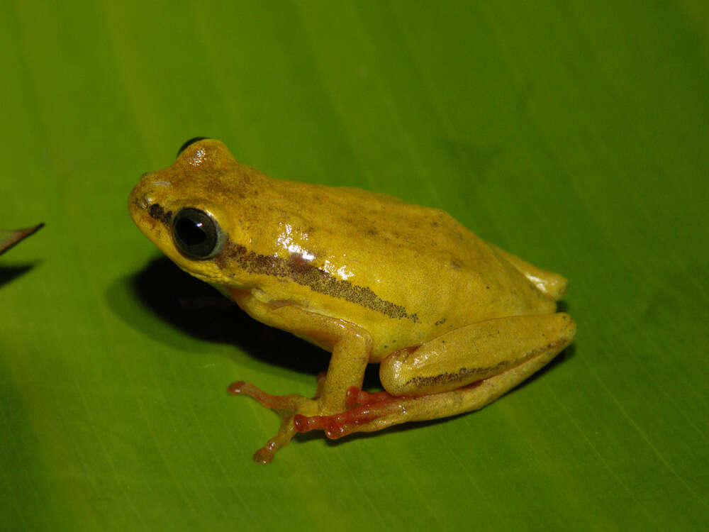 Image of Balfour's Reed Frog