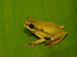 Image of Balfour's Reed Frog