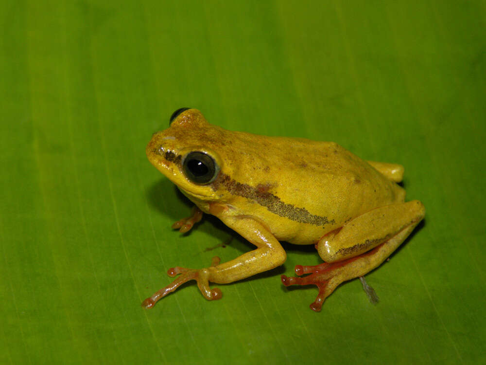 Image of Balfour's Reed Frog