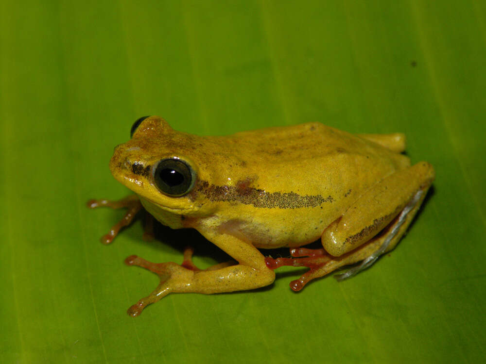 Image of Balfour's Reed Frog