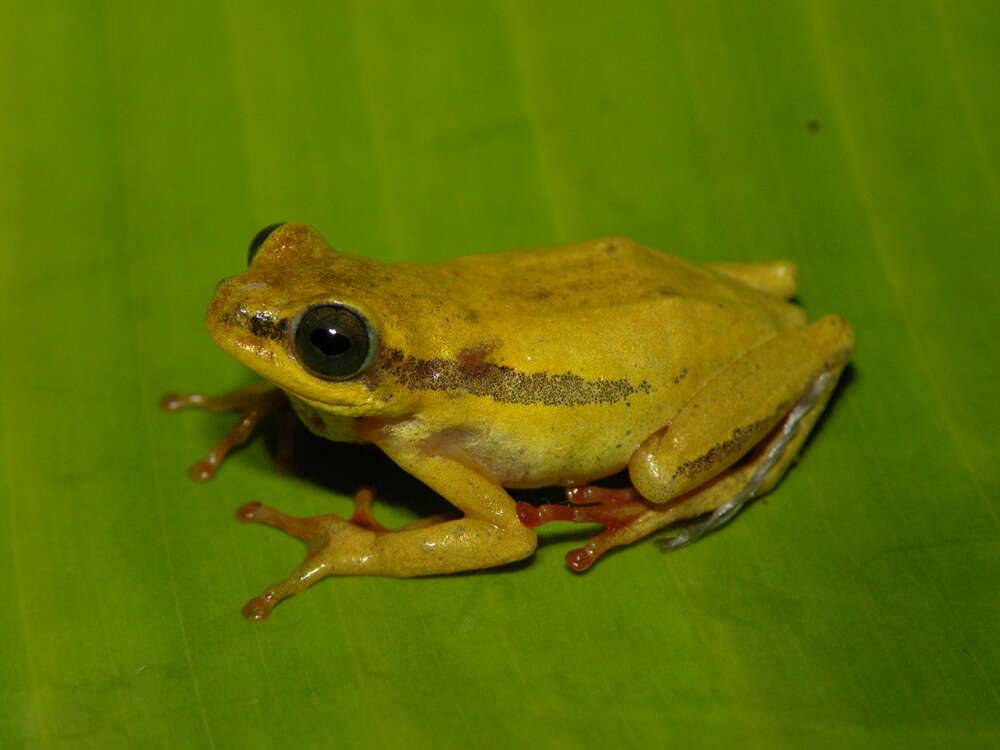 Image of Balfour's Reed Frog