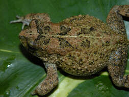 Image of Nile Valley Toad