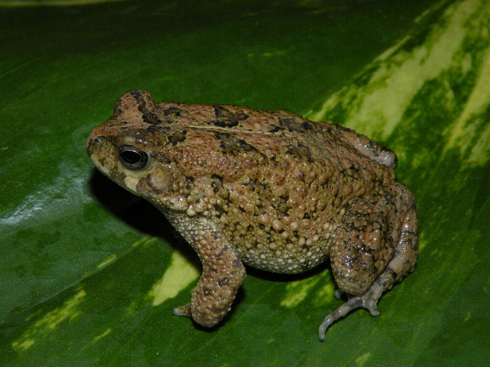 Image of Nile Valley Toad