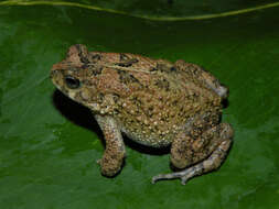 Image of Nile Valley Toad