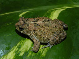 Image of Nile Valley Toad