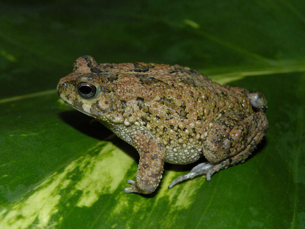 Image of Nile Valley Toad