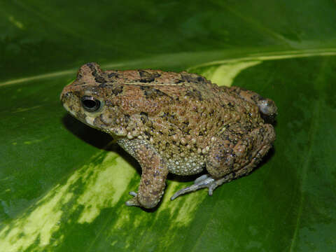 Image of Nile Valley Toad