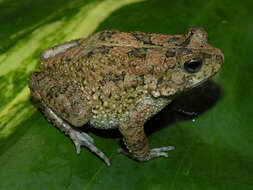 Image of Nile Valley Toad