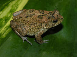 Image of Nile Valley Toad