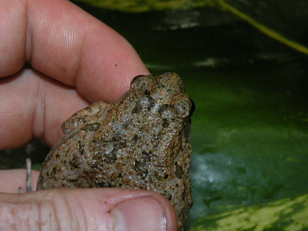 Image of Nile Valley Toad