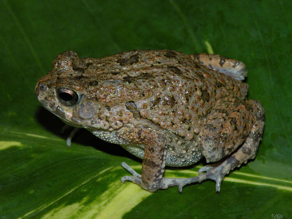 Image of Nile Valley Toad