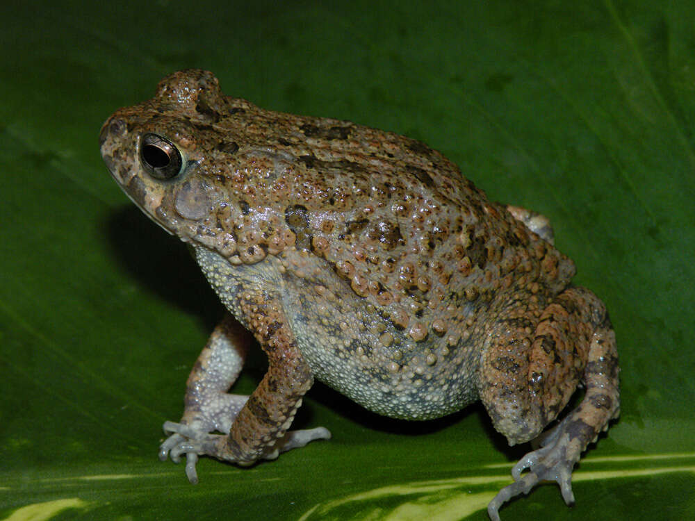 Image of Nile Valley Toad