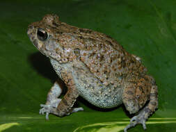 Image of Nile Valley Toad