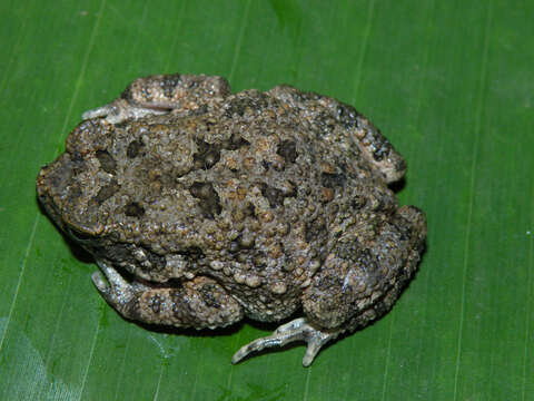 Image of Nile Valley Toad