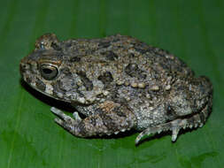 Image of Nile Valley Toad