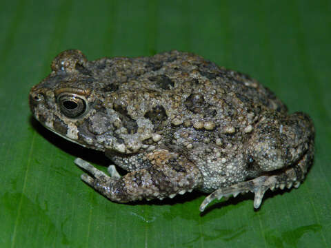 Image of Nile Valley Toad