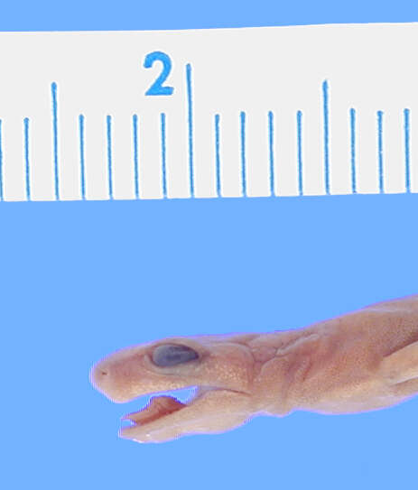 Image of Toothy Splayfoot Salamander