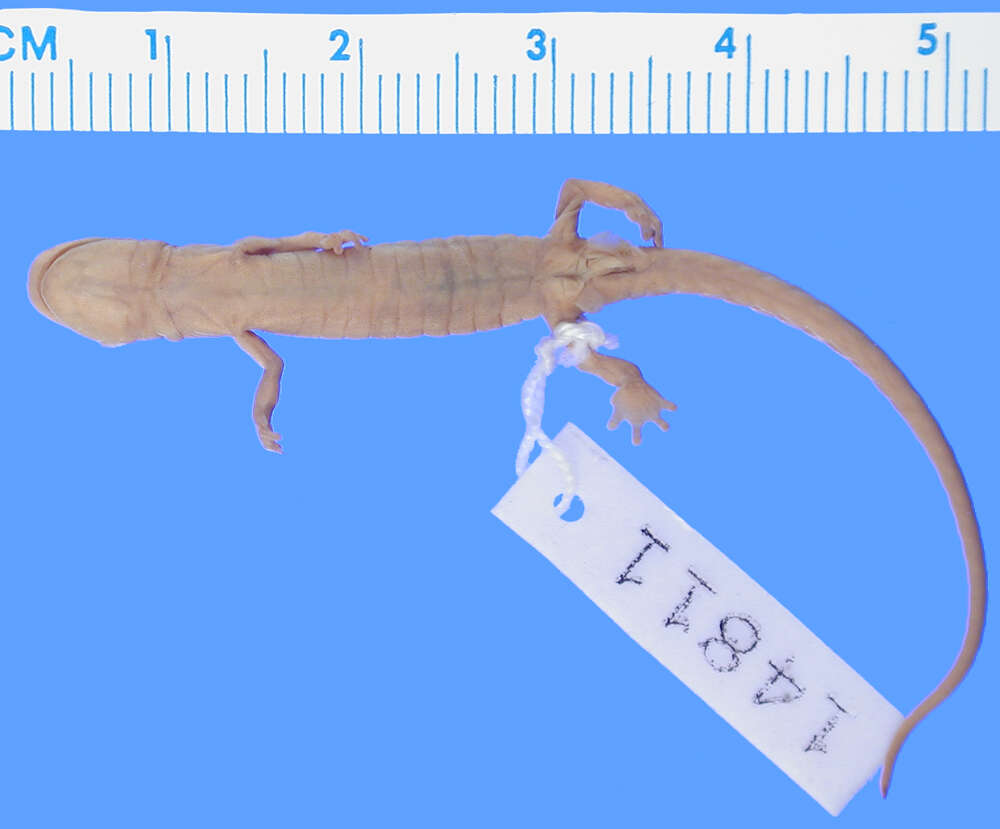 Image of Toothy Splayfoot Salamander