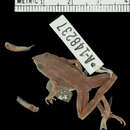 Image of Chile Darwin's frog