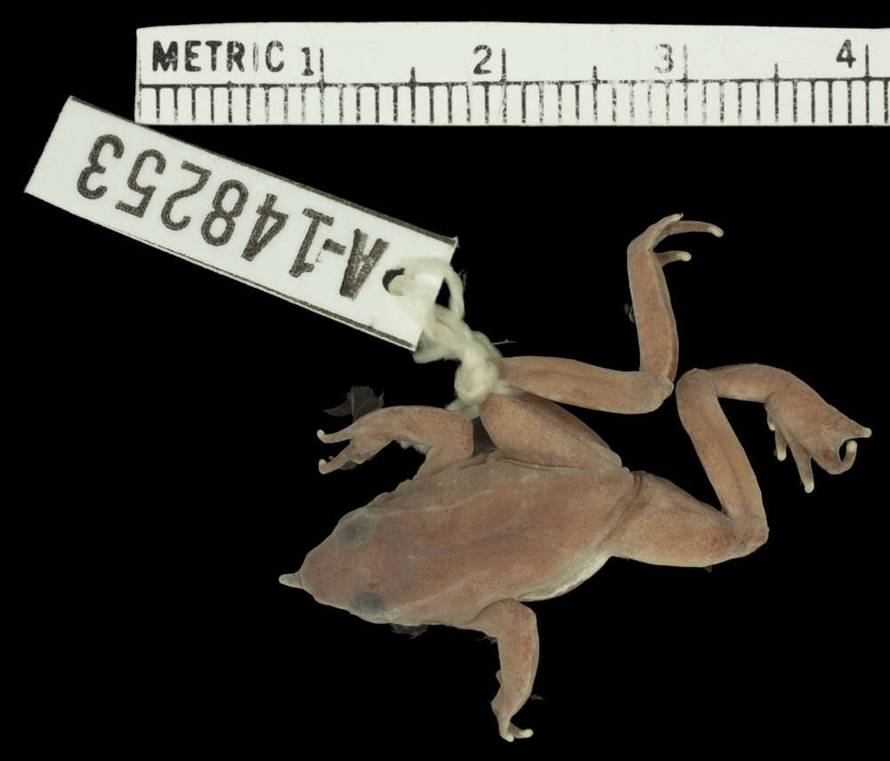 Image of Darwin's Frogs