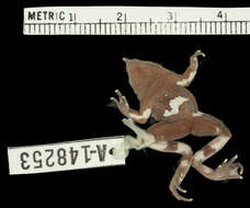 Image of Darwin's Frogs