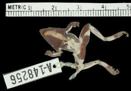 Image of Darwin's Frogs