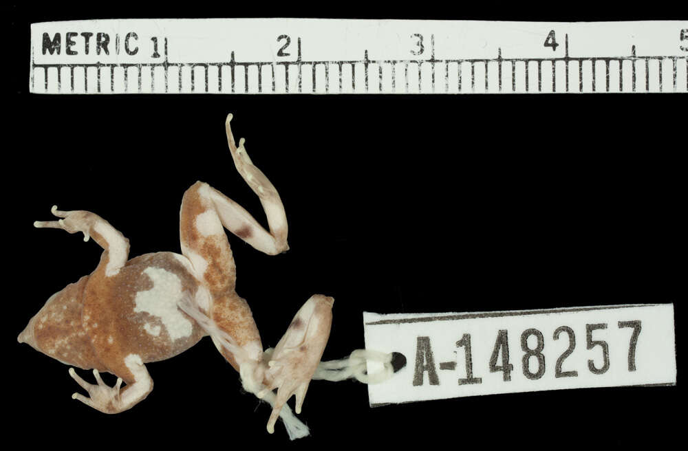 Image of Darwin's Frogs