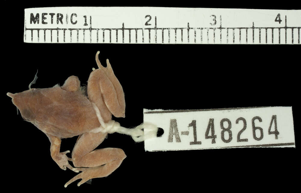 Image of Darwin's Frogs