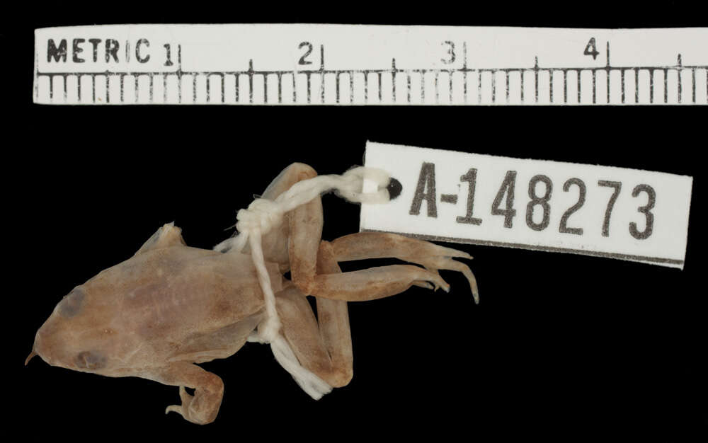 Image of Chile Darwin's frog