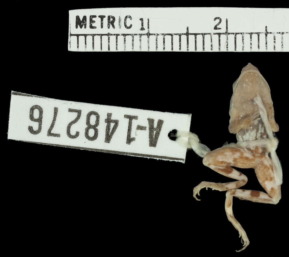 Image of Chile Darwin's frog