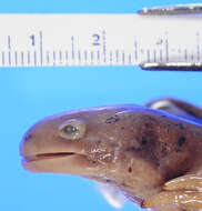 Image of Barred Tiger Salamander