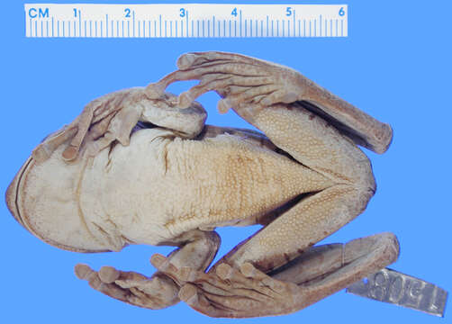 Image of <i>Hypsiboas circumdata</i>