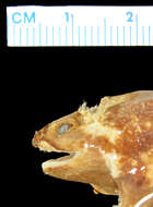 Image of Stereocyclops incrassatus Cope 1870