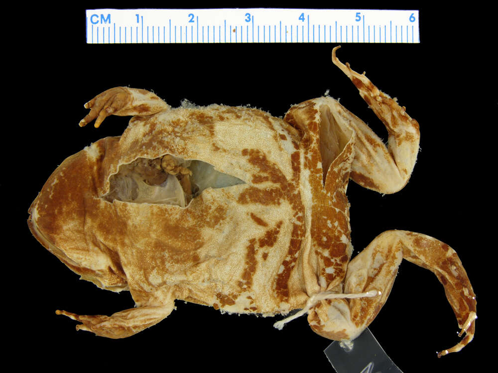 Image of Stereocyclops incrassatus Cope 1870