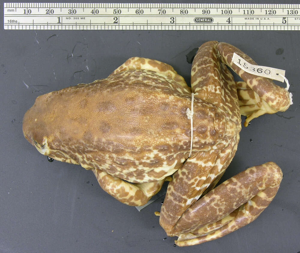 Image of Diskless-fingered Odorous Frog