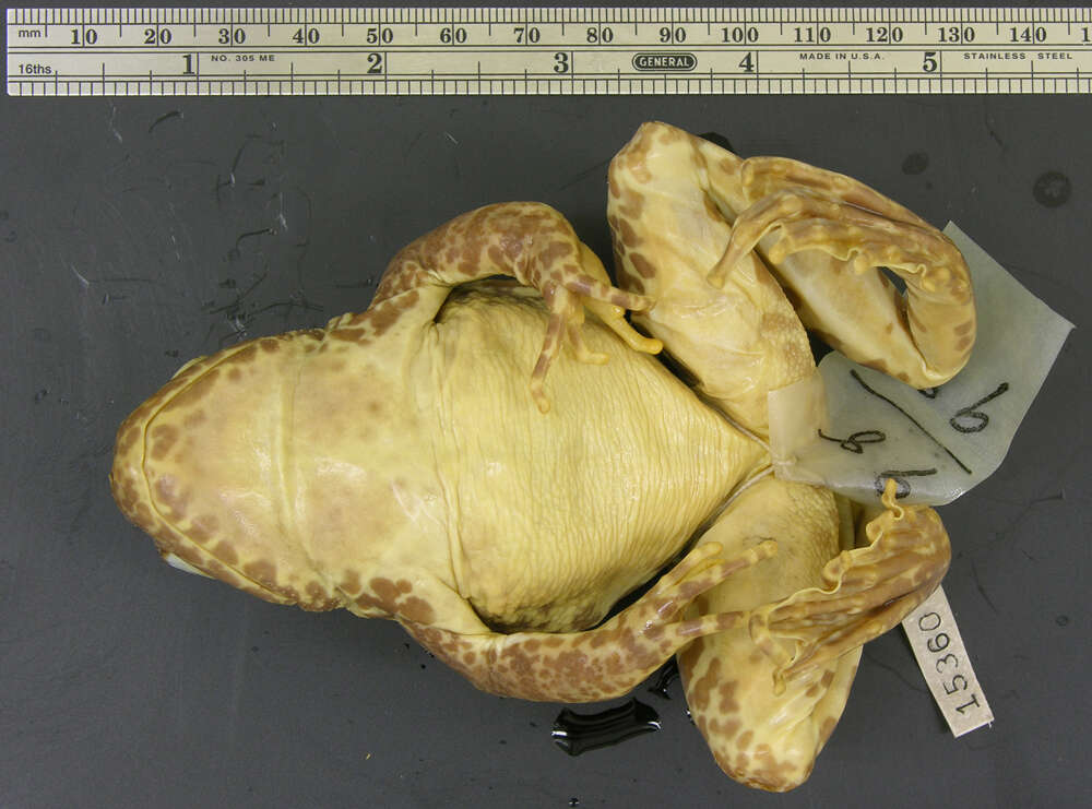 Image of Diskless-fingered Odorous Frog