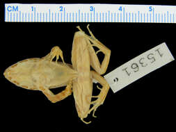 Image of Montane Frog