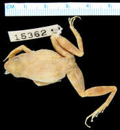 Image of Betsileo Madagascar Frog