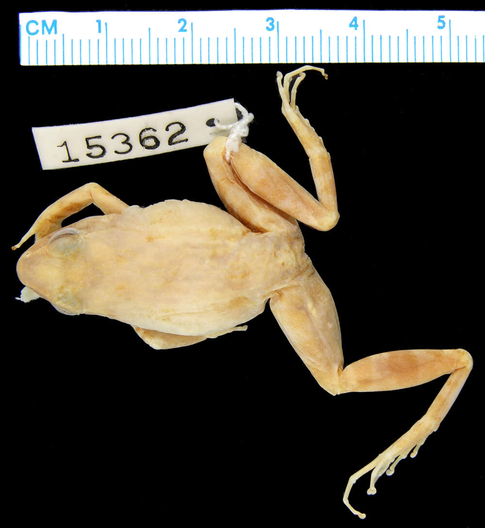 Image of Betsileo Madagascar Frog